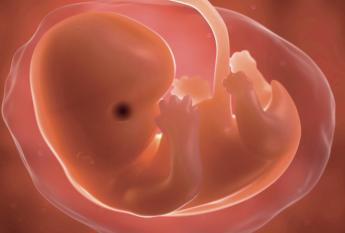 Photo d'un embryon humain