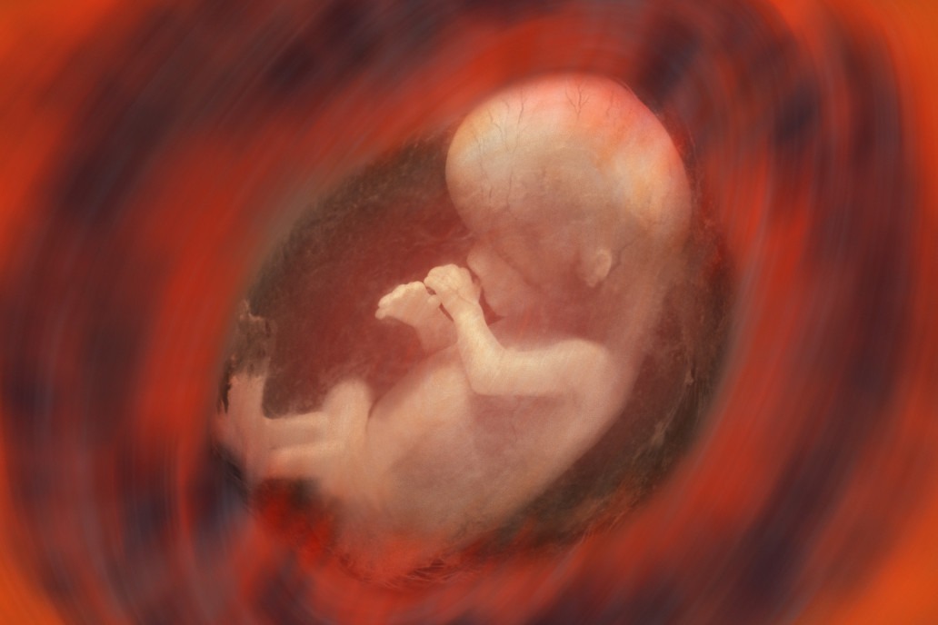 A combien de semaines le coeur de l'embryon bat-il ? - Sciences et